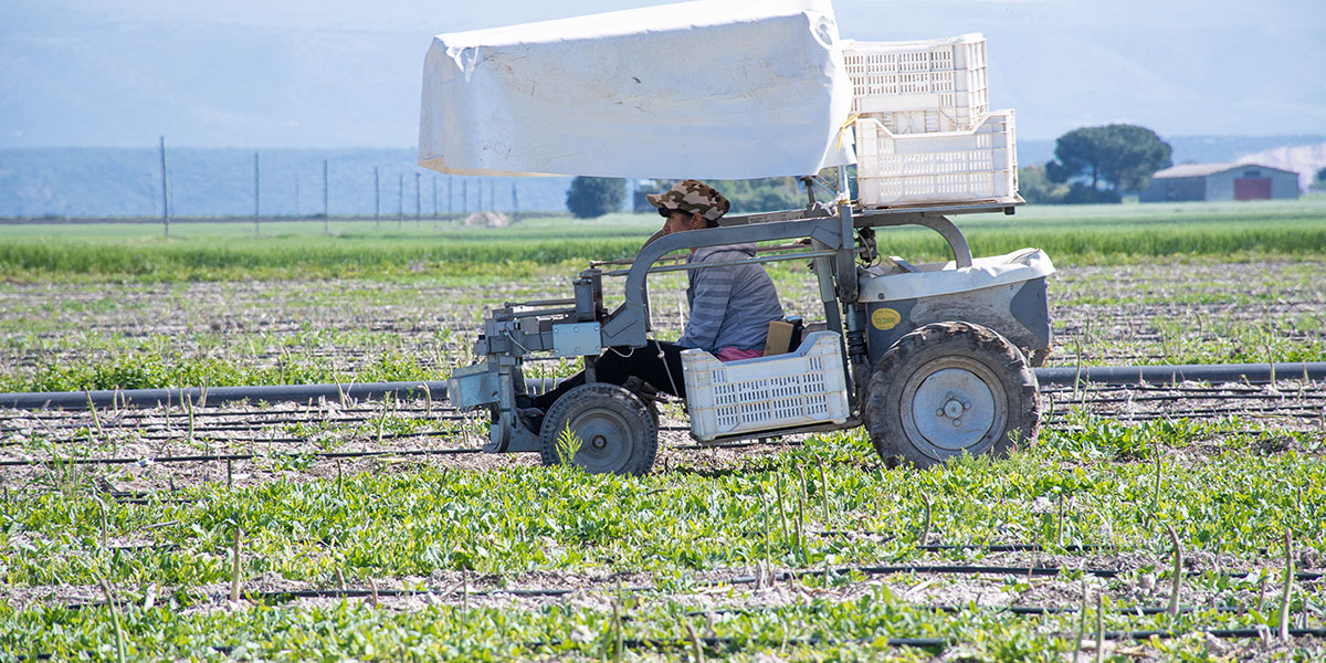 Asparagi, il ritorno dell'inverno ha bloccato la produzione